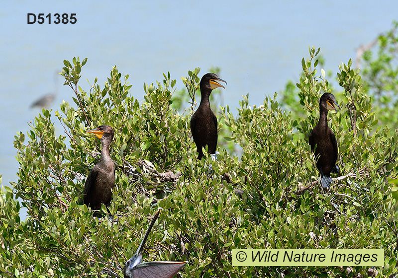Double-crested Cormorant (Phalacrocorax auritus)